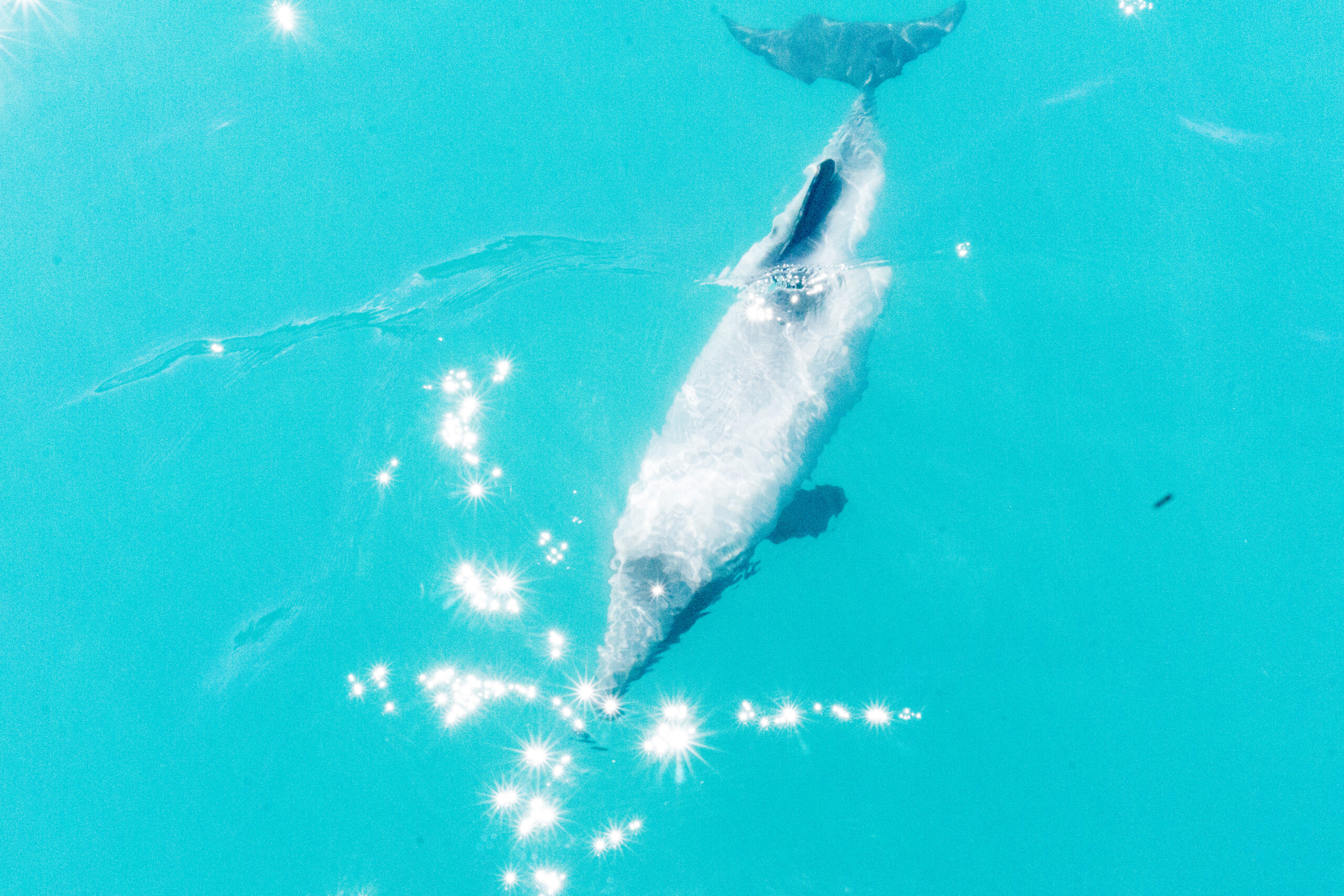 Swimming with Dolphins in Akaroa